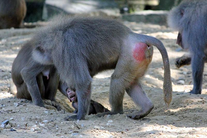 2010-08-24 (607) Aanranding en mishandeling gebeurd ook in de apenwereld.jpg
